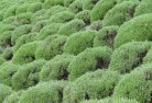 Woodhill NSWplants-13.jpg; ?>