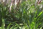 Woodhill NSWplants-40.jpg; ?>