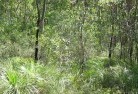 Woodhill NSWplants-72.jpg; ?>